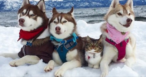 3 Huskies and a Cat BFF