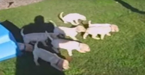 9 Lab Puppies Take Simultaneous Pee Break