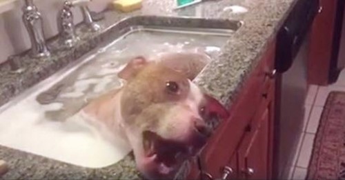 An Abused Pitbull Gets a Bath