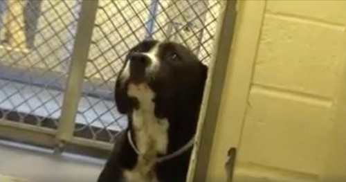Watch This Pitbull’s Reaction When He Is Rescued