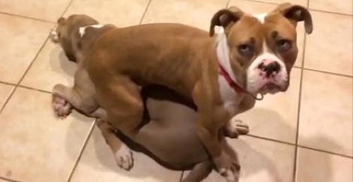 10 Reasons Why Pitbulls are the Best