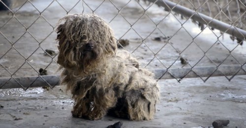 Dog Rescued from a Puppy Mill