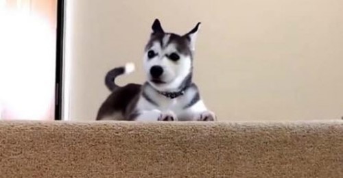 Young Husky Puppy Learns about the Stairs