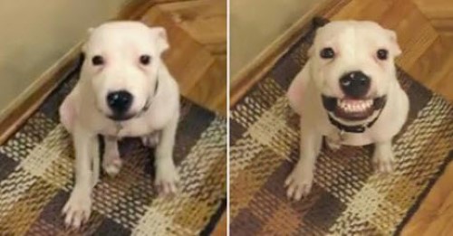 Watch This Rescue Dog Smile Big!