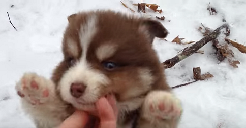 These Are Possibly The Cutest Dogs On The Planet