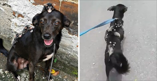 Dog Adopts Four Little Opossums, And Then Treats Them To Rides On Her Back