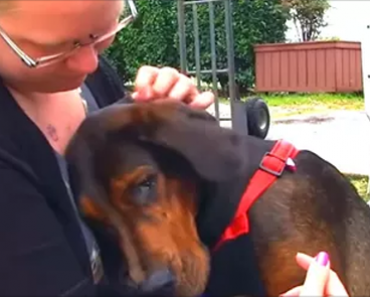 Badly Mistreated Dog Finally Has A Change Of Luck And Finds Her Forever Family