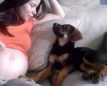 Pregnant Lady Dreads Telling Her Puppy She Is Pregnant, Dog’s Reaction Is Priceless