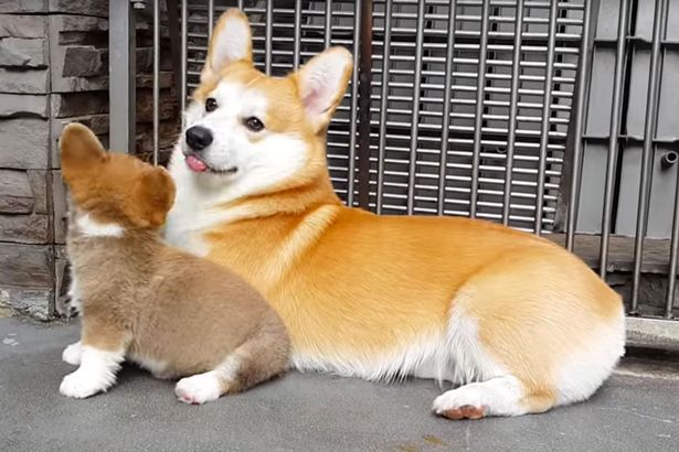 Watch How This Adult Corgi Teaches Baby How To Sit – Priceless