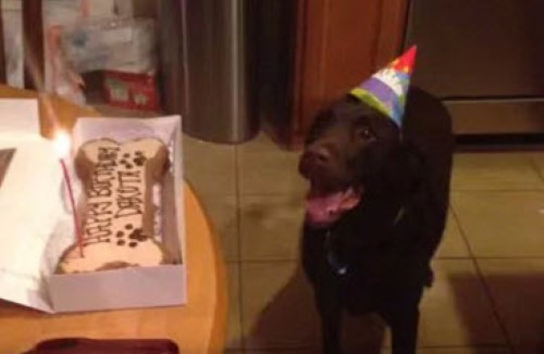 Dog Gets Very Excited about Birthday