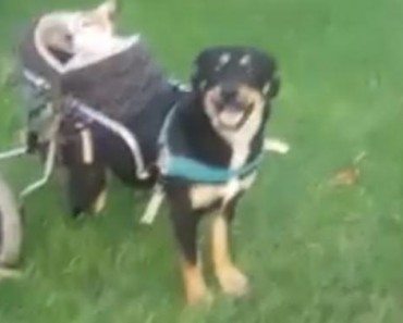 Two Disabled Dogs Are The Best Of Buddies And Look Out For Each Other
