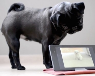 The Dog In This Ipad Is Driving The Little Pug Insane