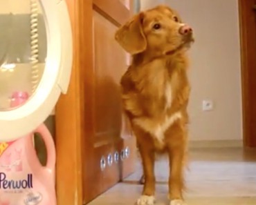 This Dog Helps Complete One Of The Most Tedious Household Chores, You Will Want Your Dog To Do This