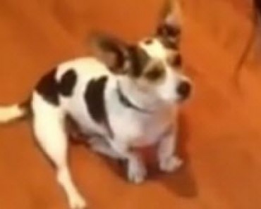 Watch This Dog Get Taught How To Meow