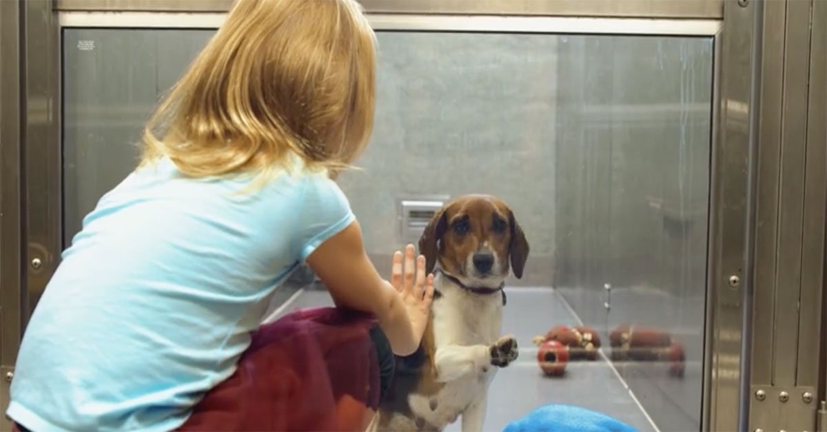 Brilliant Video Details Suzie The Beagle Getting Adopted