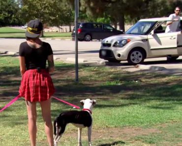 She Takes These 2 Depressed Dogs To The Park. See The Man In White? Now Watch The Dogs’ Reaction
