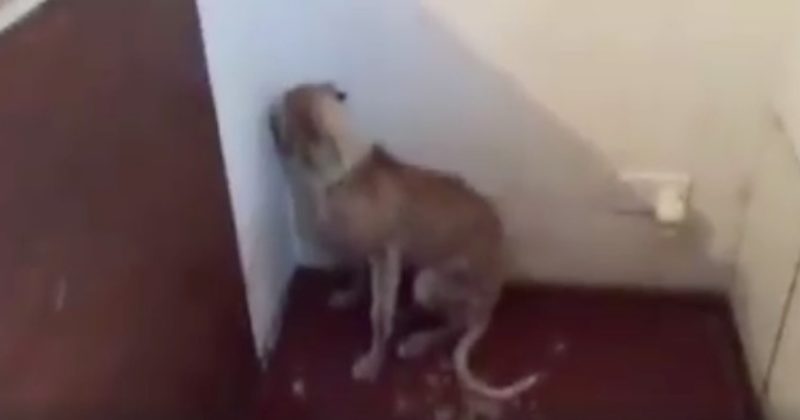 This Poor Dog Would Only Stare At The Wall