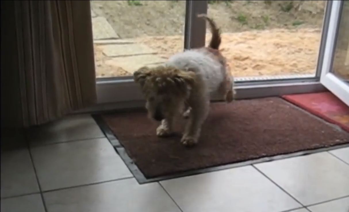 This Dog Has The Best Manners On The Planet