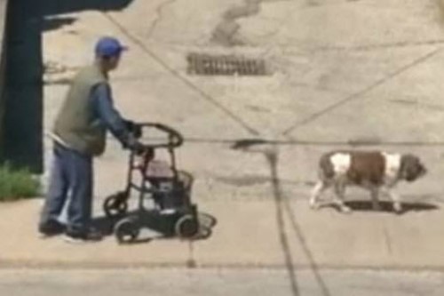 Elderly Man Takes His Dog for a Walk