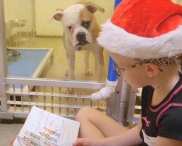 These Poor Shelter Dogs Are Scared And Concerned So The Kids Are Brought In to Help