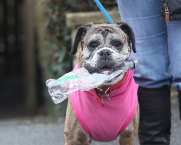 Brilliant Boxer Dog Is The Perfect Canine Bin Lady