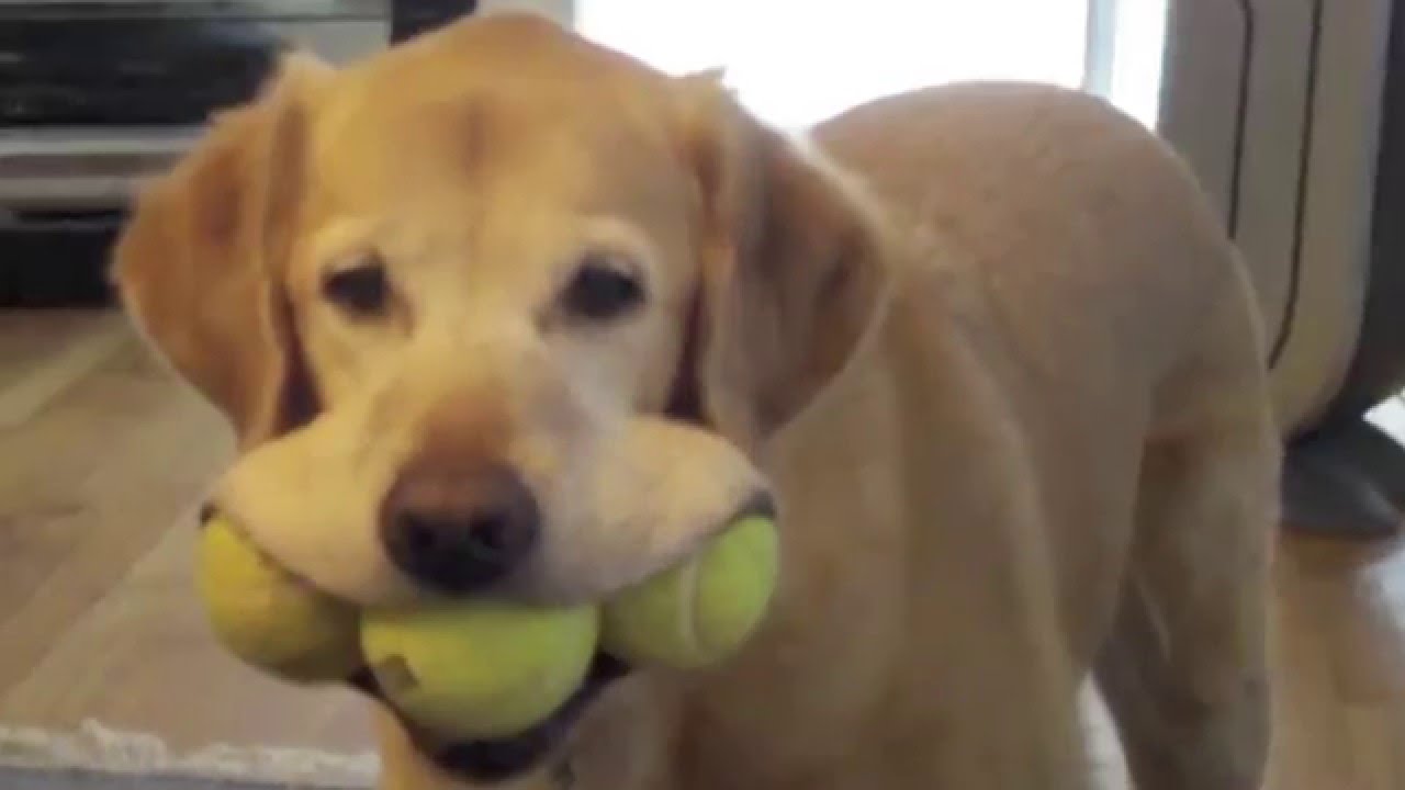 These Funny Dogs Will Do Anything To Make You Smile
