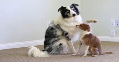 Dogs Learn to Hug on Command
