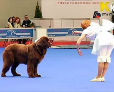 Russian Lady And Her Dog Put On Amazing  Choreographed Dance Performance