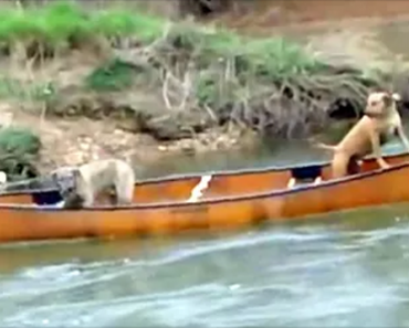 Retriever Pulls Off The Most Amazing Rescue Of His Pals