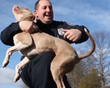 Police Now Using Pit bulls For Police Dogs, But It’s Not What You Think