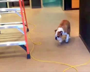 English Bulldog Conquers His Fears In The Most Novel Way