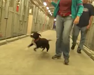 Dog Finally Gets Chosen To Be Taken Home From Rescue Centre And Goes Wild