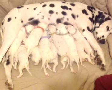 This Puppy Dalmatian Eventually Becomes King Of The Hill