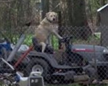 As A Dog When Disaster Strikes There Is Nothing For It But To Go Sit On Your Ride On Lawnmower