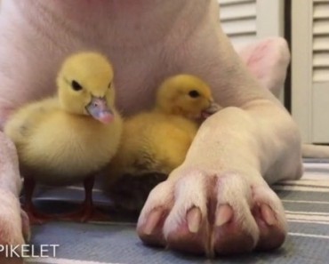 Rescued Dog Becomes Protector And Adopts Two Ducklings For Herself
