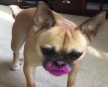 Dog Gives Itself A Makeover In Bright Pink Fuschia