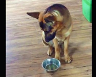 German Shepherd Finishes His Dinner – When He Wants More, I’m In Hysterics