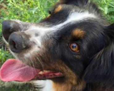 Dog With Two Noses Lands On His Paws, Becomes Internet Sensation