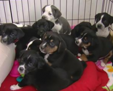 These Beautiful Puppies Send A Message Of Hope To Those Who Protect Us