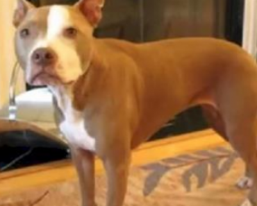 You Won’t Believe How Clever This Dog Is