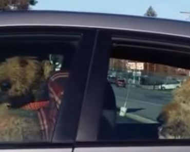 Dogs Trapped In Car By Their Owner Take Things Into Their Own Hands – Hilarious