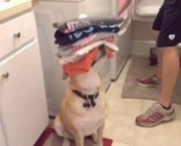 I Wish My Dog Could Perform Even One Of These Tricks – Stunning