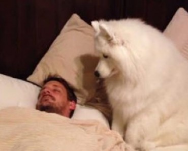 A Dog Wakes up His Human In the Most Precious Way