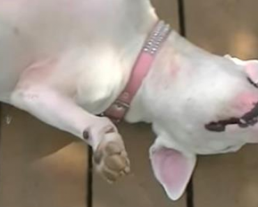 You Will Never Believe What A Softie This Bull Terrier Is