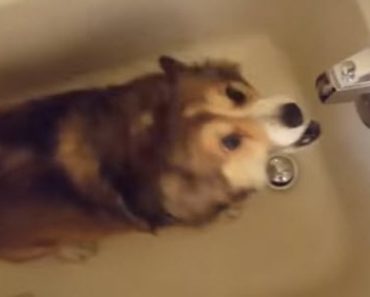 This Corgi Absolutely Love Showers