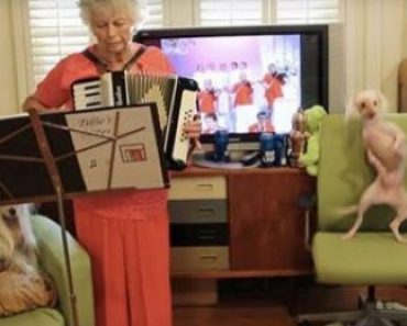 Watch This Hairless Dog Dancing to Grandma Playing Polka on an Accordion