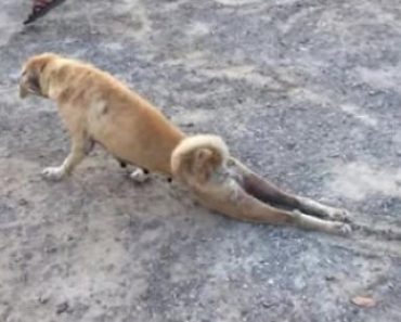 Watch These Dogs Pretending to Be Injured