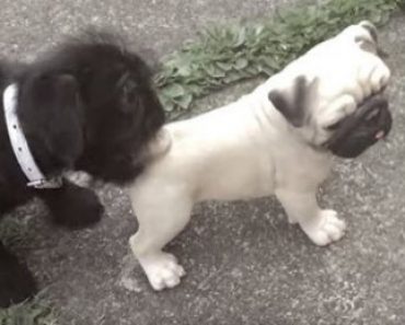 Hyperactive Puppy Doesn’t Understand a Dog Statue