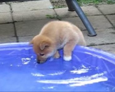 Puppy Is Afraid of Water and Won’t Go for a Swim
