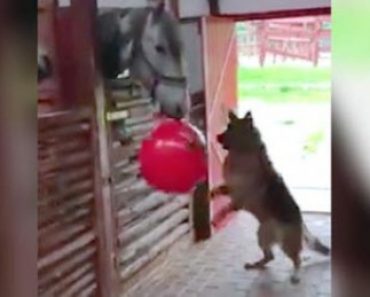 A German Shepherd and Horse Play with a Big Red Ball
